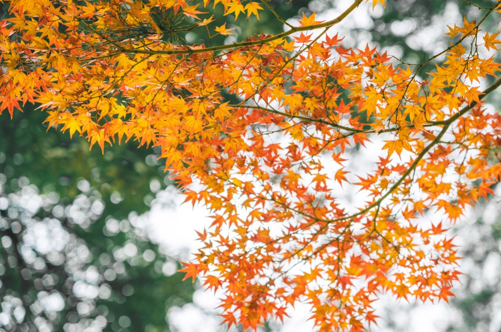 Anxiété : 5 huiles essentielles pour apaiser le stress