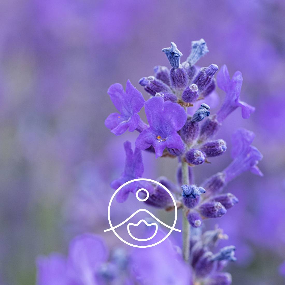 Wild Lavender Vera Organic Hydrosol | Florihana