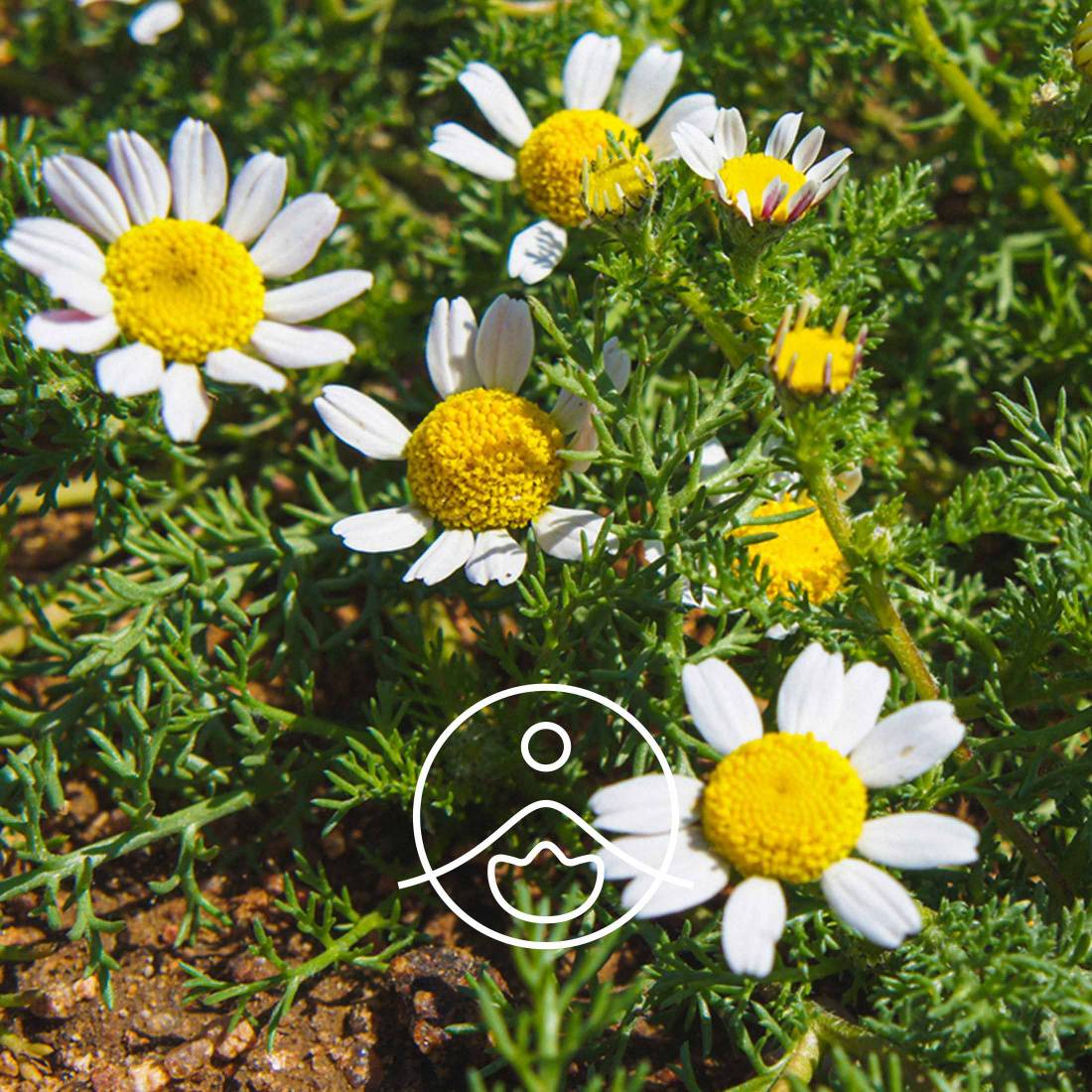 Roman Chamomile Organic Hydrosol | Florihana