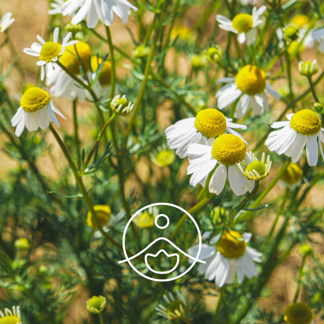 German Chamomile Essential Oil