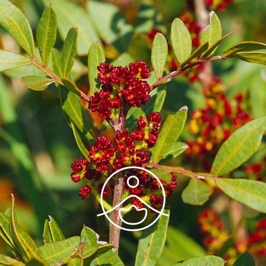 Mastic Tree Organic Essential Oil | Florihana Mastic Tree Organic Essential Oil | Florihana