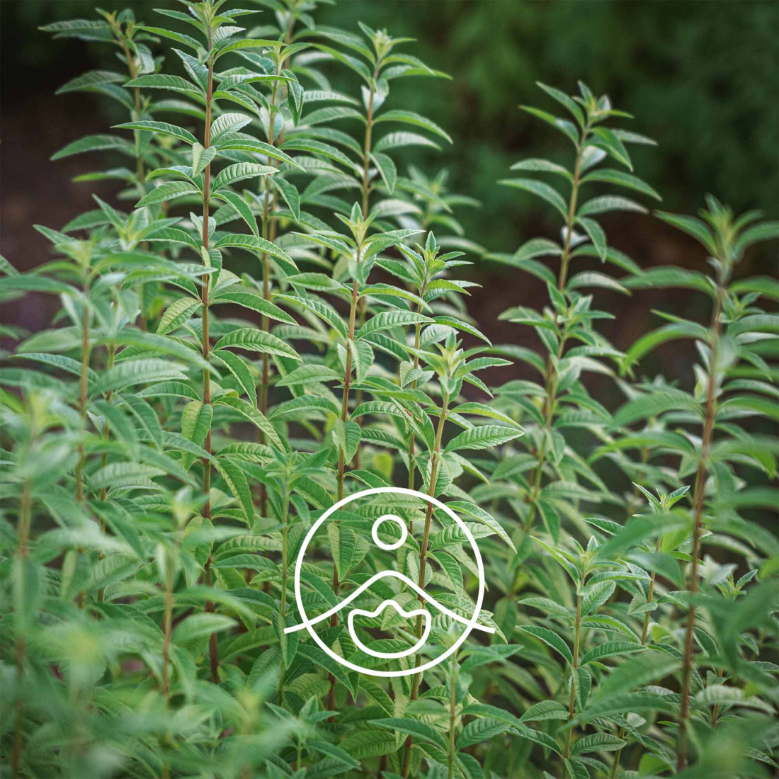 CO2 Extract Lemon Verbena Organic | Florihana