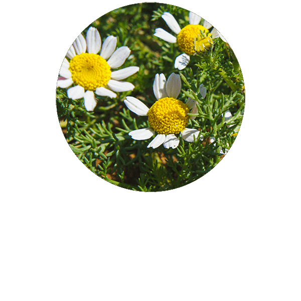 Florihana USA | Organic Essential Oils & Hydrosols | Natural Skincare