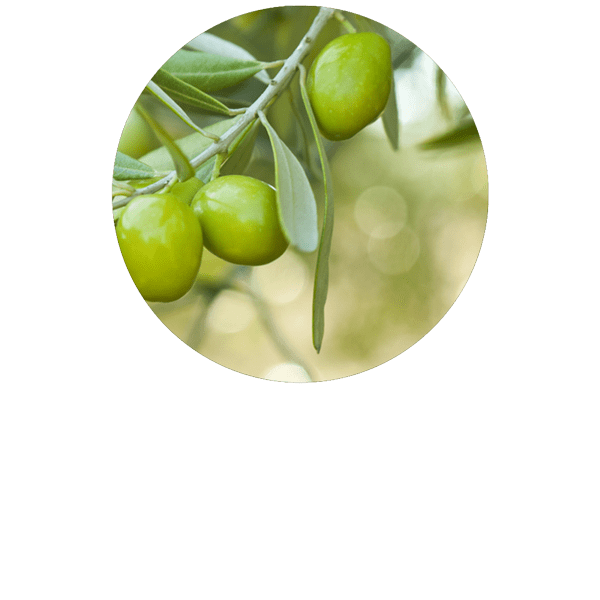 Olive Organic