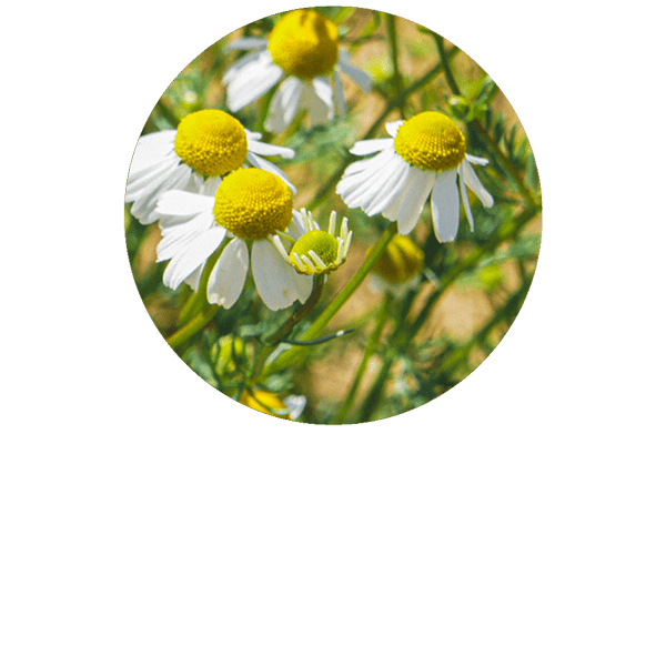 German Chamomile Organic