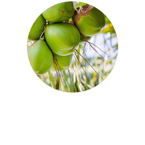 Coconut Organic