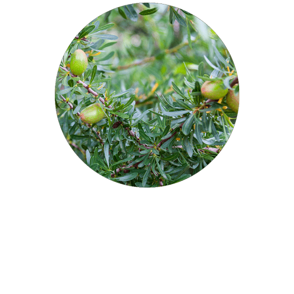 Argan Organic