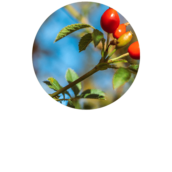 Rosehip (Seed) Oil Organic