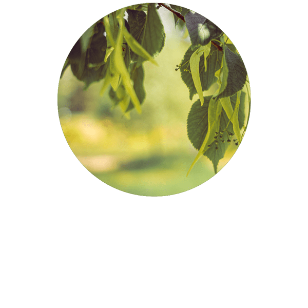 Linden Organic