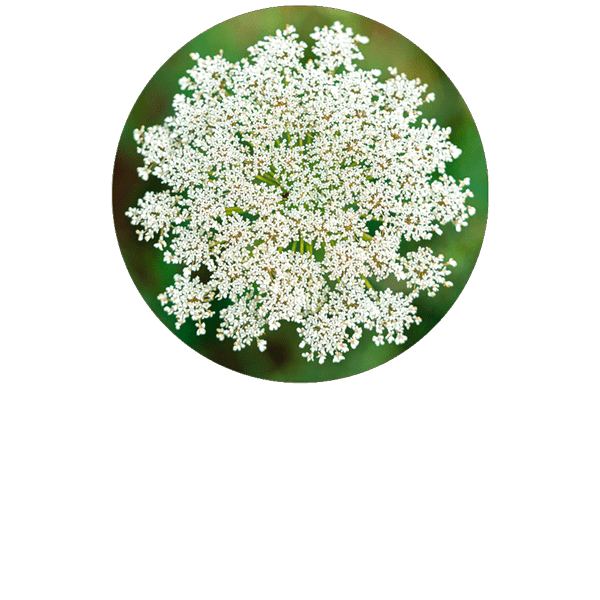 Wild Carrot Organic