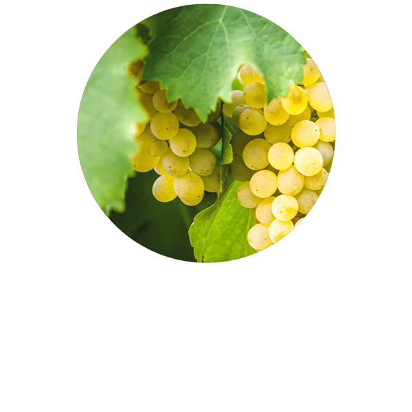 Grape Seed Oil Organic