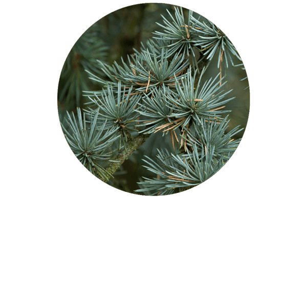 Cedarwood Atlas Organic