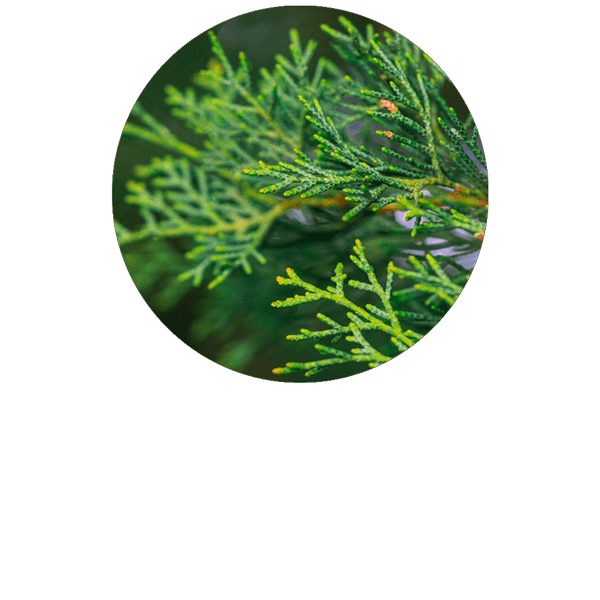 Cypress Organic