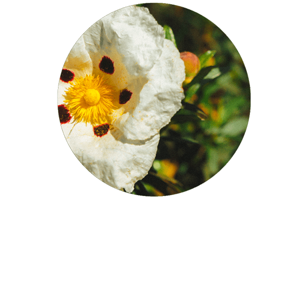 Labdanum (Cistus/Rock Rose) Organic
