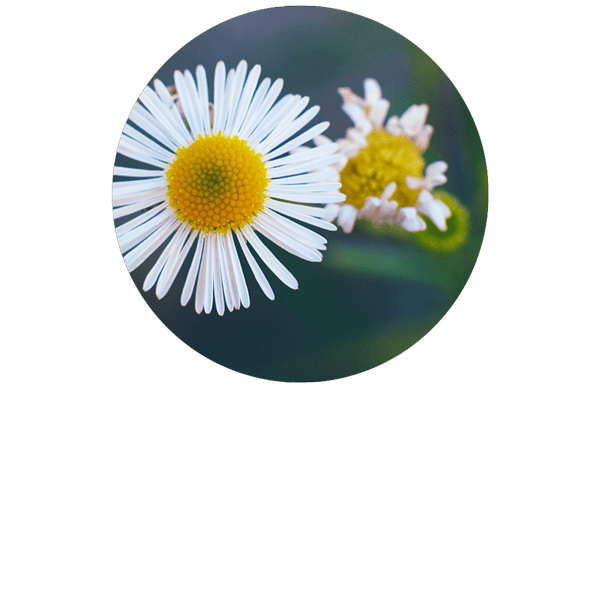 Daisy Organic