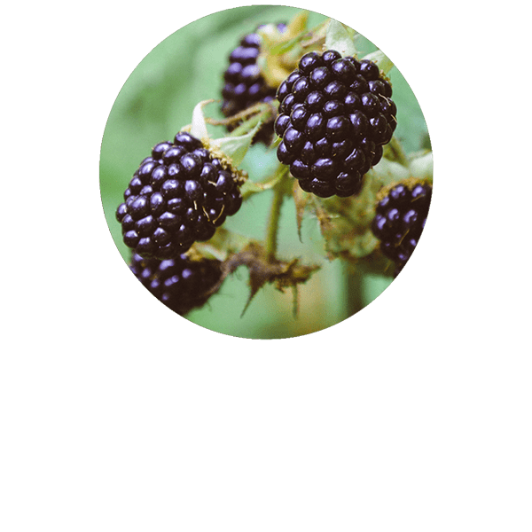 Blackberry Seed Organic