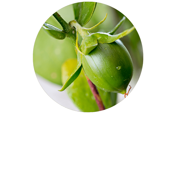 Jojoba Organic