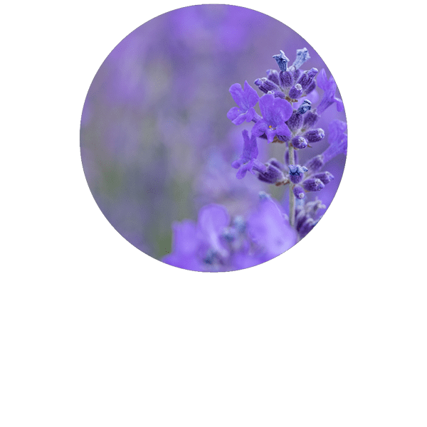 Wild Lavender Vera Organic