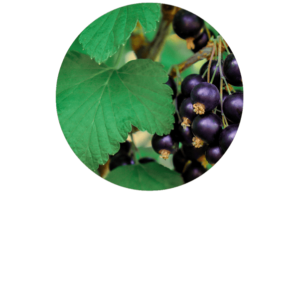 Blackcurrant Organic