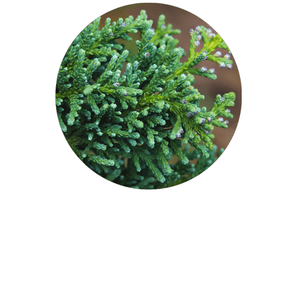 Hinoki