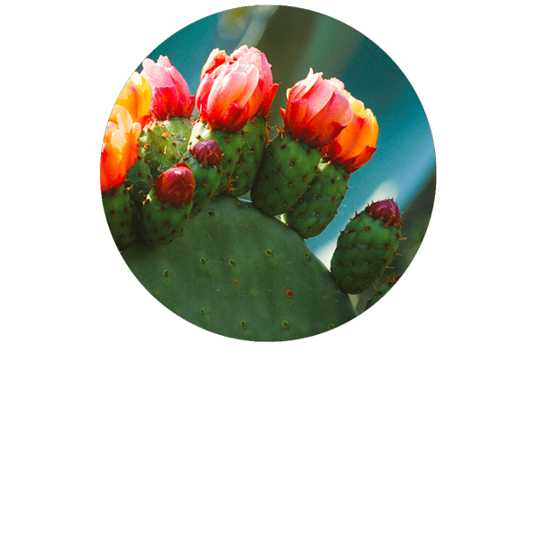 Prickly Pear Organic