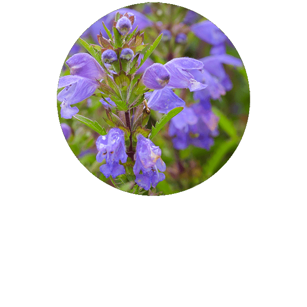 Moldavian Dragonhead Organic