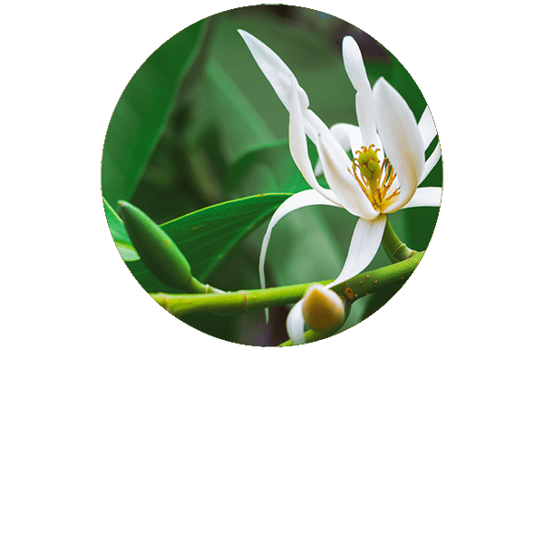 Magnolia