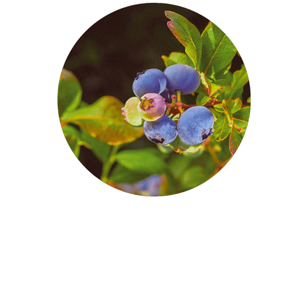 Bilberry -Blueberry Organic