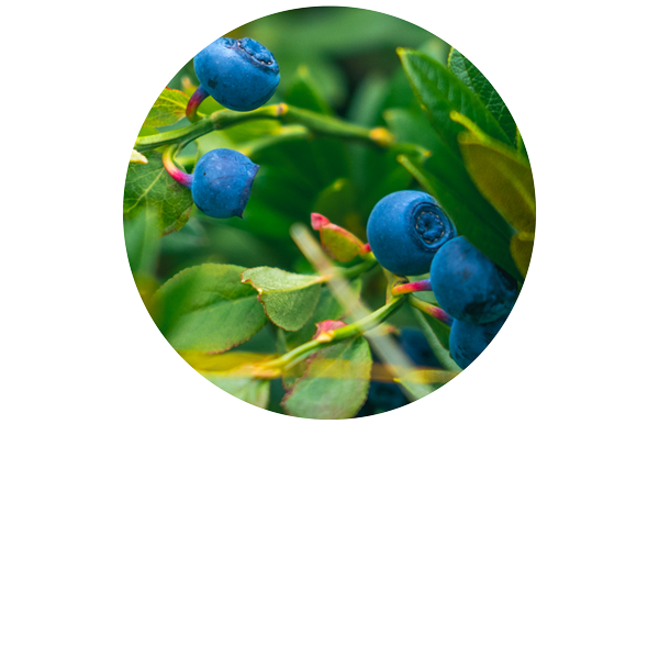 Bilberry -Blueberry Organic