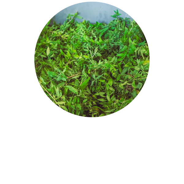 Lemon Verbena from Grasse Organic