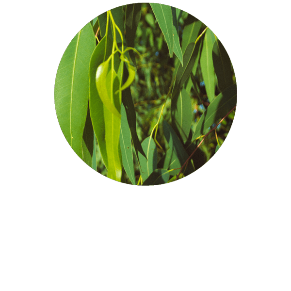 Eucalyptus Smithii Organic