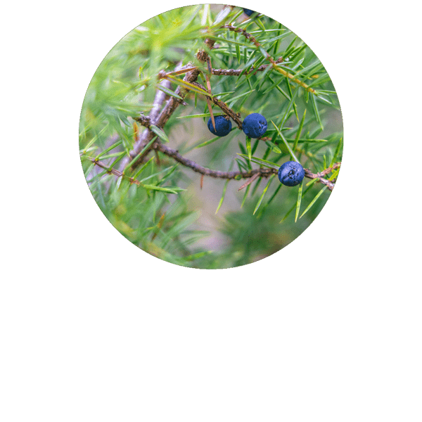 Juniper Branch Organic