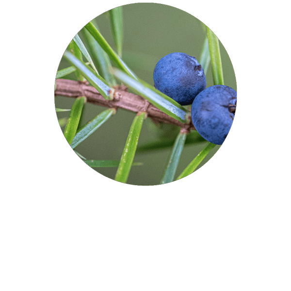 Juniper Berry Organic