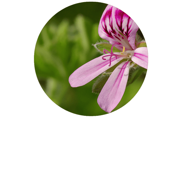 Geranium Bourbon Organic