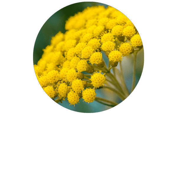 Helichrysum Italian Organic