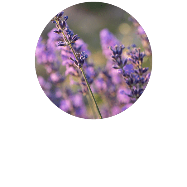 Lavender Vera Organic
