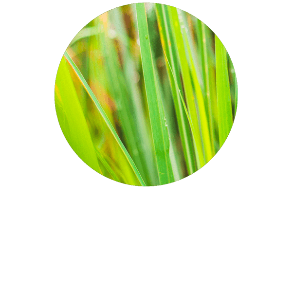 Lemongrass Organic