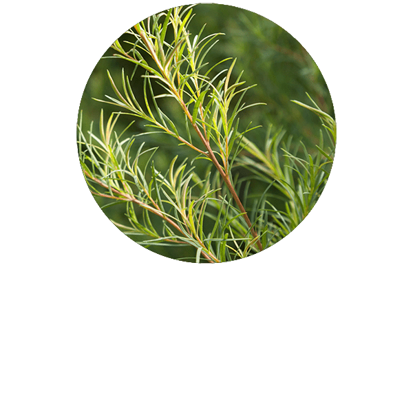 Tea Tree Organic
