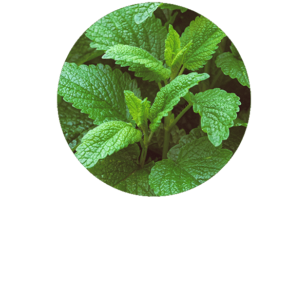 Melissa Organic