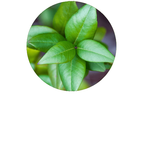 Green Myrtle Organic