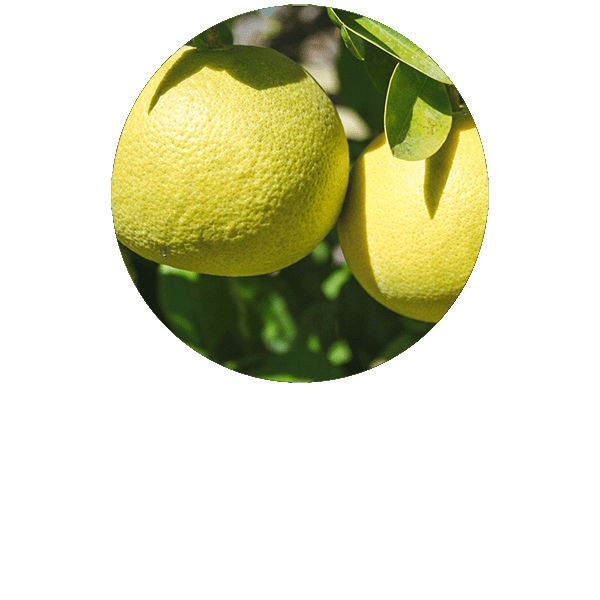White Grapefruit Organic