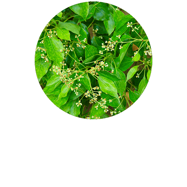 Ravintsara Organic