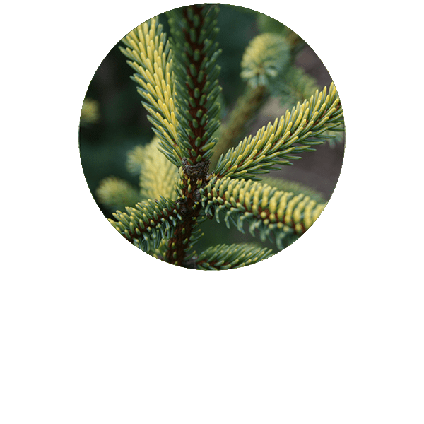 Giant Fir Organic