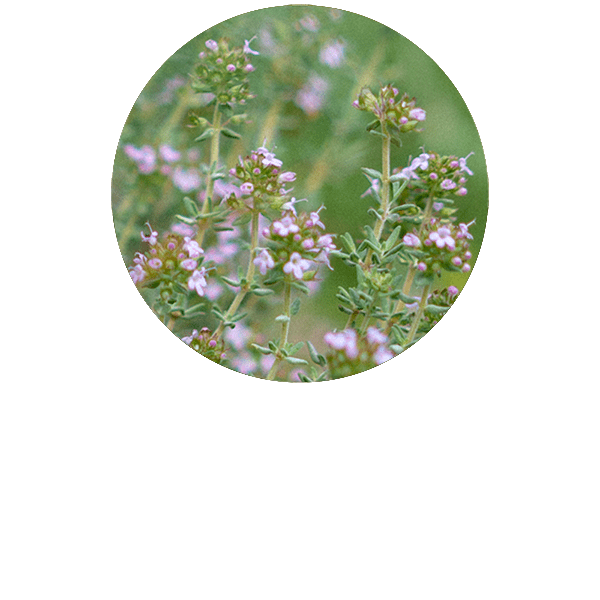 Thyme Linalool Organic Essential Oil Florihana