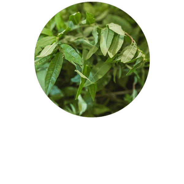 Lemon Verbena Organic