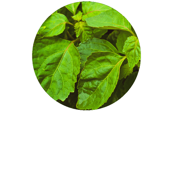 Patchouli Organic