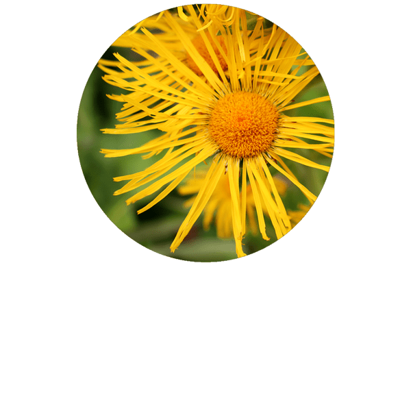 Inula Organic