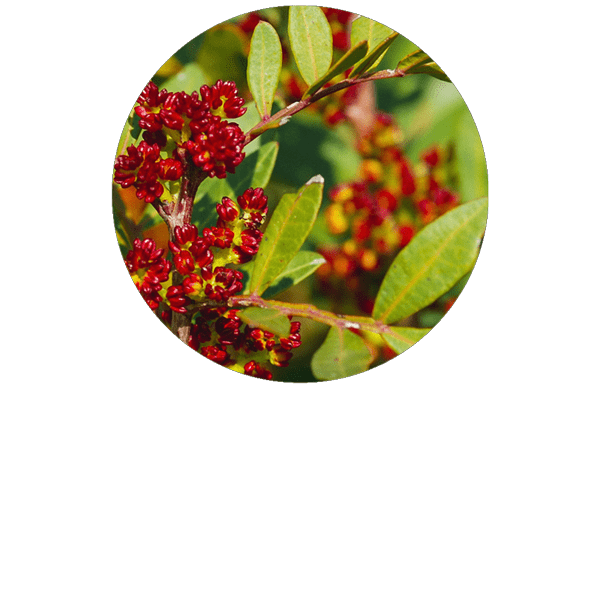 Mastic Tree Organic