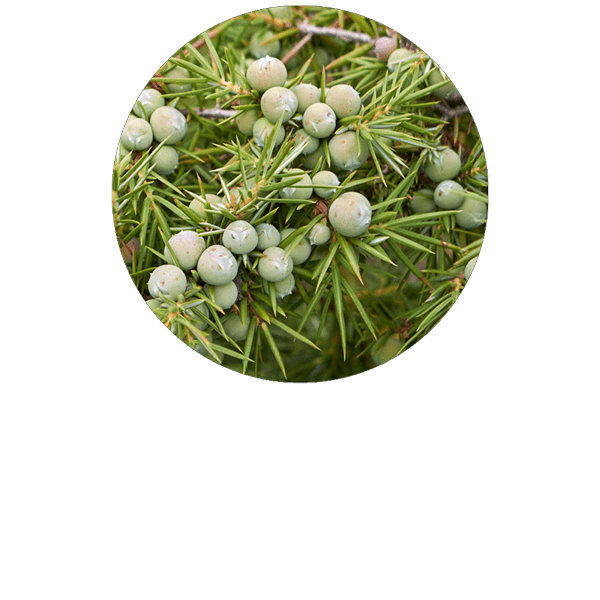 Juniper Montana Organic