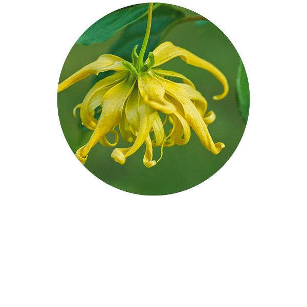 Ylang Ylang Extra Organic